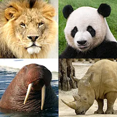 Скачать взлом Animals Quiz Learn All Mammals на Андроид — Все млекопитающие разблокированы