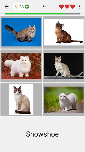 Скачать Cats Quiz Guess Popular Breeds (Мод: Открыты все породы и подсказки) на Андроид — скриншот 2