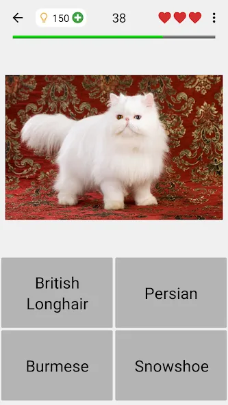 Скачать Cats Quiz Guess Popular Breeds (Мод: Открыты все породы и подсказки) на Андроид — скриншот 4