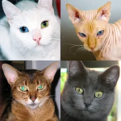 Скачать Cats Quiz Guess Popular Breeds (Мод: Открыты все породы и подсказки) на Андроид