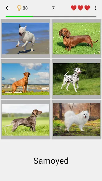 Dogs Quiz - Guess All Breeds! — Мод: Все породы собак разблокированы — скриншот 1