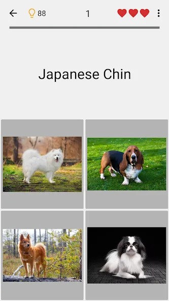 Dogs Quiz - Guess All Breeds! — Мод: Все породы собак разблокированы — скриншот 4
