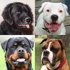 Dogs Quiz - Guess All Breeds! — Мод: Все породы собак разблокированы