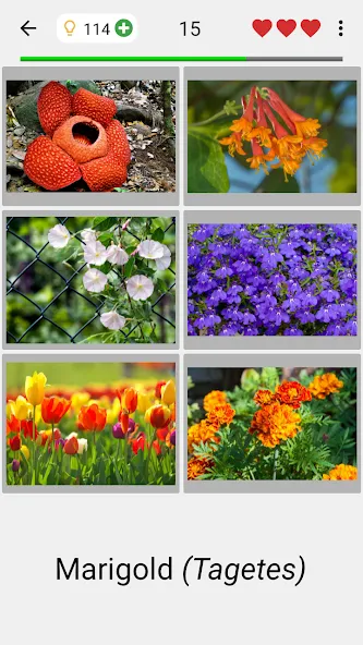 Flowers Quiz - Identify Plants MOD APK — Все растения разблокированы — скриншот 2