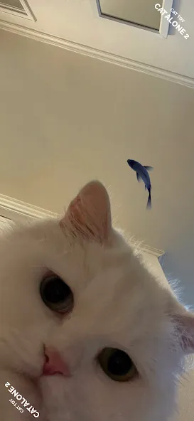 Скачать взлом CAT ALONE 2 - Cat Toy на Андроид — Новые игрушки и режимы игры — скриншот 2 Скачать взлом CAT ALONE 2 - Cat Toy на Андроид — Новые игрушки и режимы игры — скриншот 2