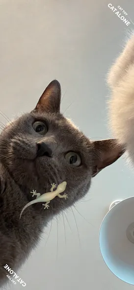 Взлом CAT ALONE - Cat Toy — Разблокированы все игрушки — скриншот 1 Взлом CAT ALONE - Cat Toy — Разблокированы все игрушки — скриншот 1