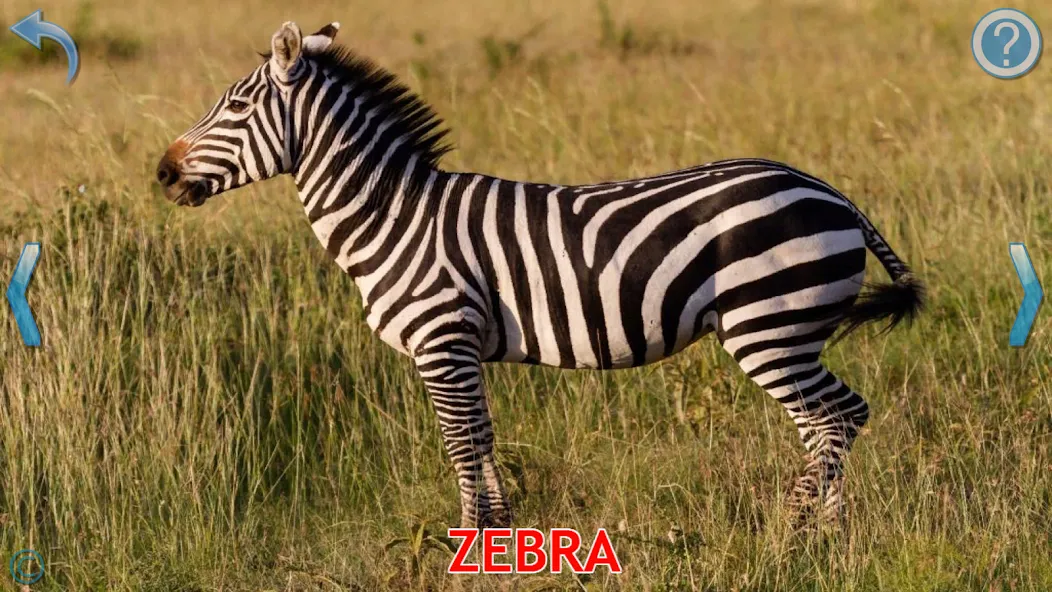 Скачать Animals for Kids на Android — Все животные разблокированы и без рекламы — скриншот 3