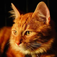 Скачать Talking Lovely Cat — Модификация Безлимитные монеты и наряды